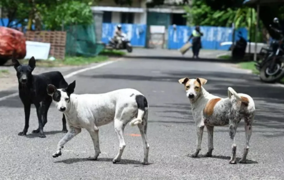 SC Orders ‘Pick Up Strays in 8 Weeks’ for Public Safety